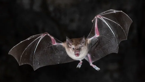 Ancient cave poop reveals how bats have adapted to humans and climate change | CBC Radio