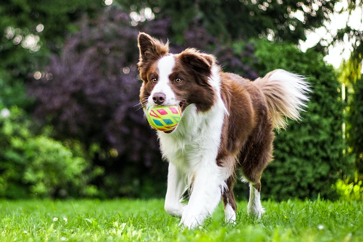 Use this discounted DNA kit to test your dog, find out its breed | Popular Science