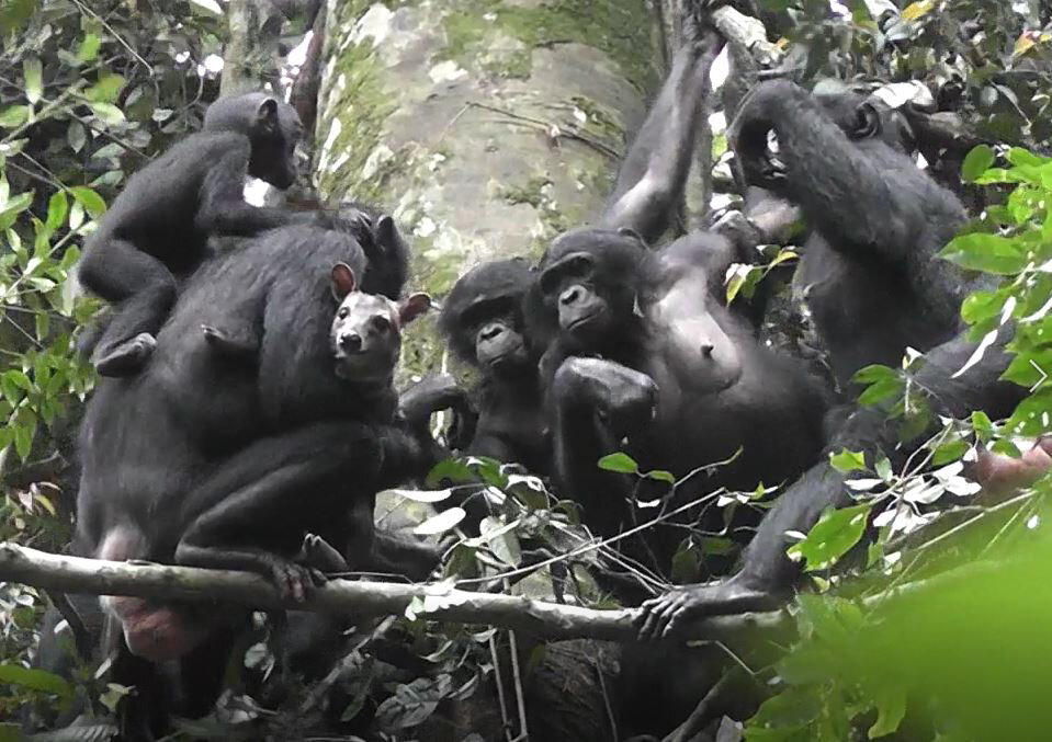 An overview of cultural research in animals and its implications for conservation efforts