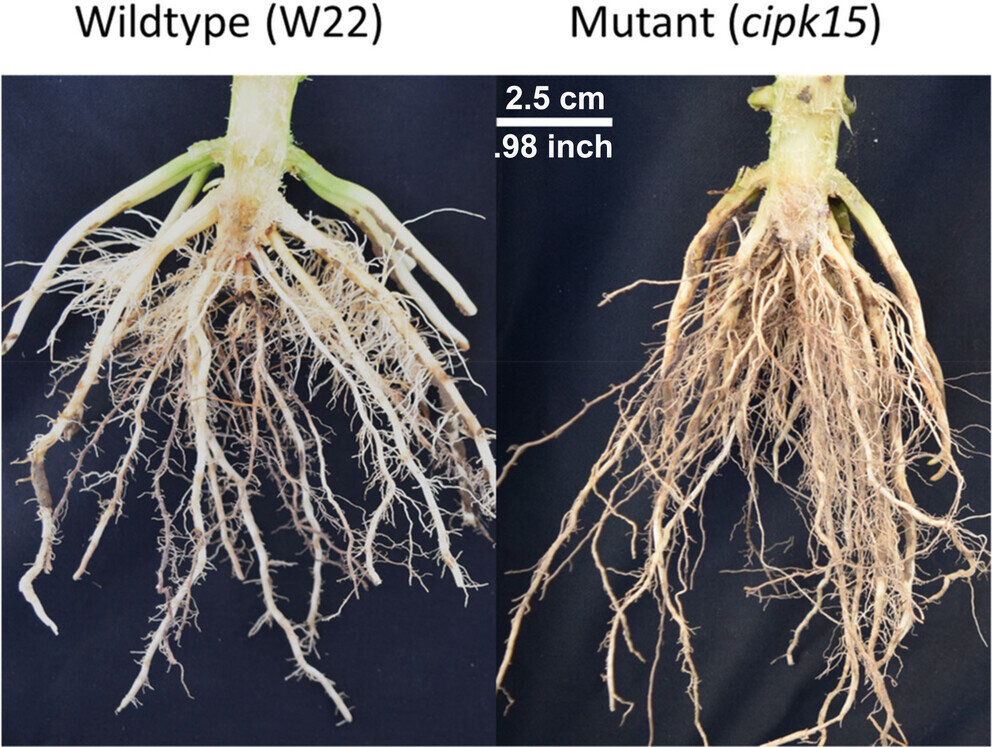 Researchers identify a gene that regulates the angle of root growth in corn