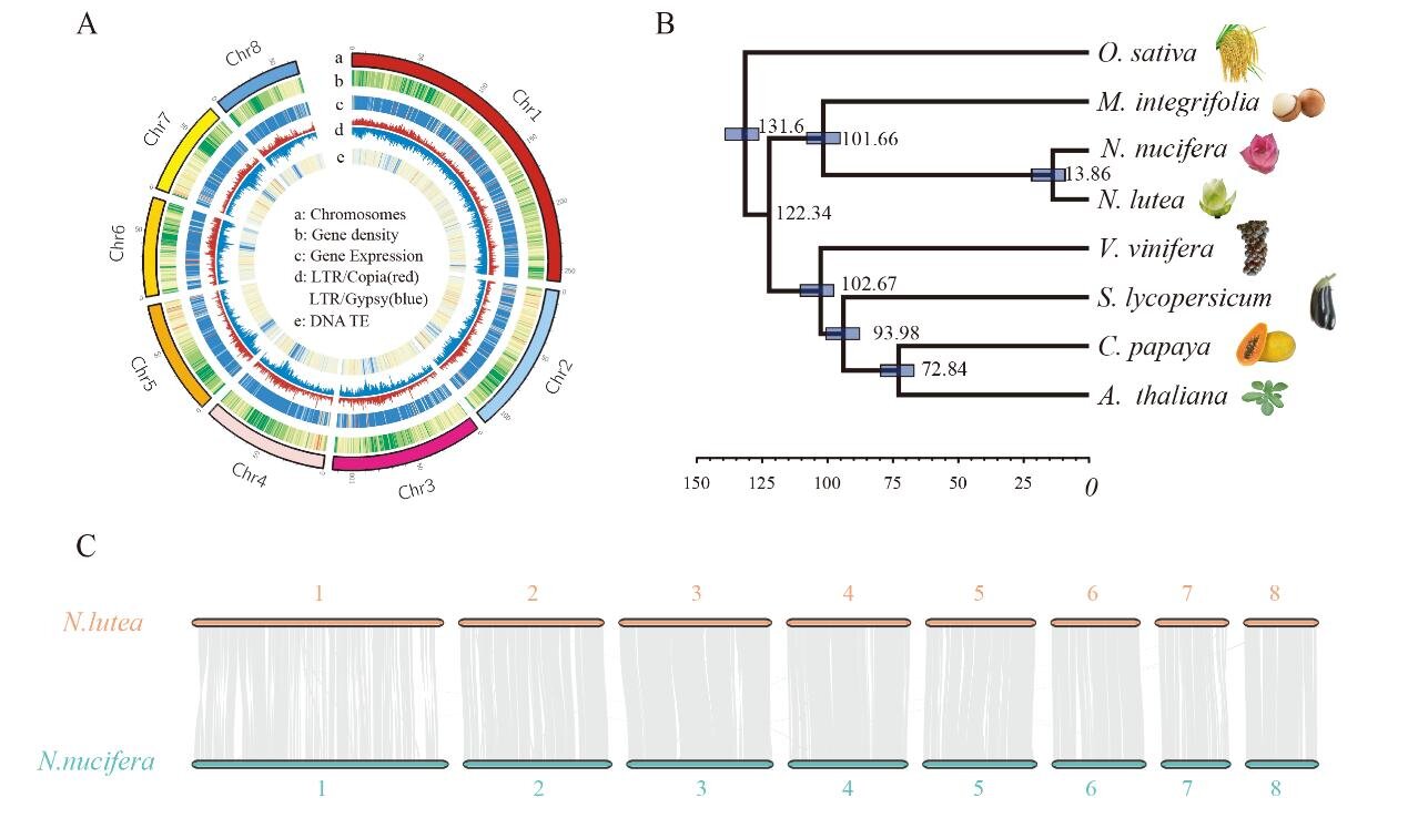 Comparative analyses of American and Asian lotus genomes 102 Comparative analyses of American and Asian lotus genomes