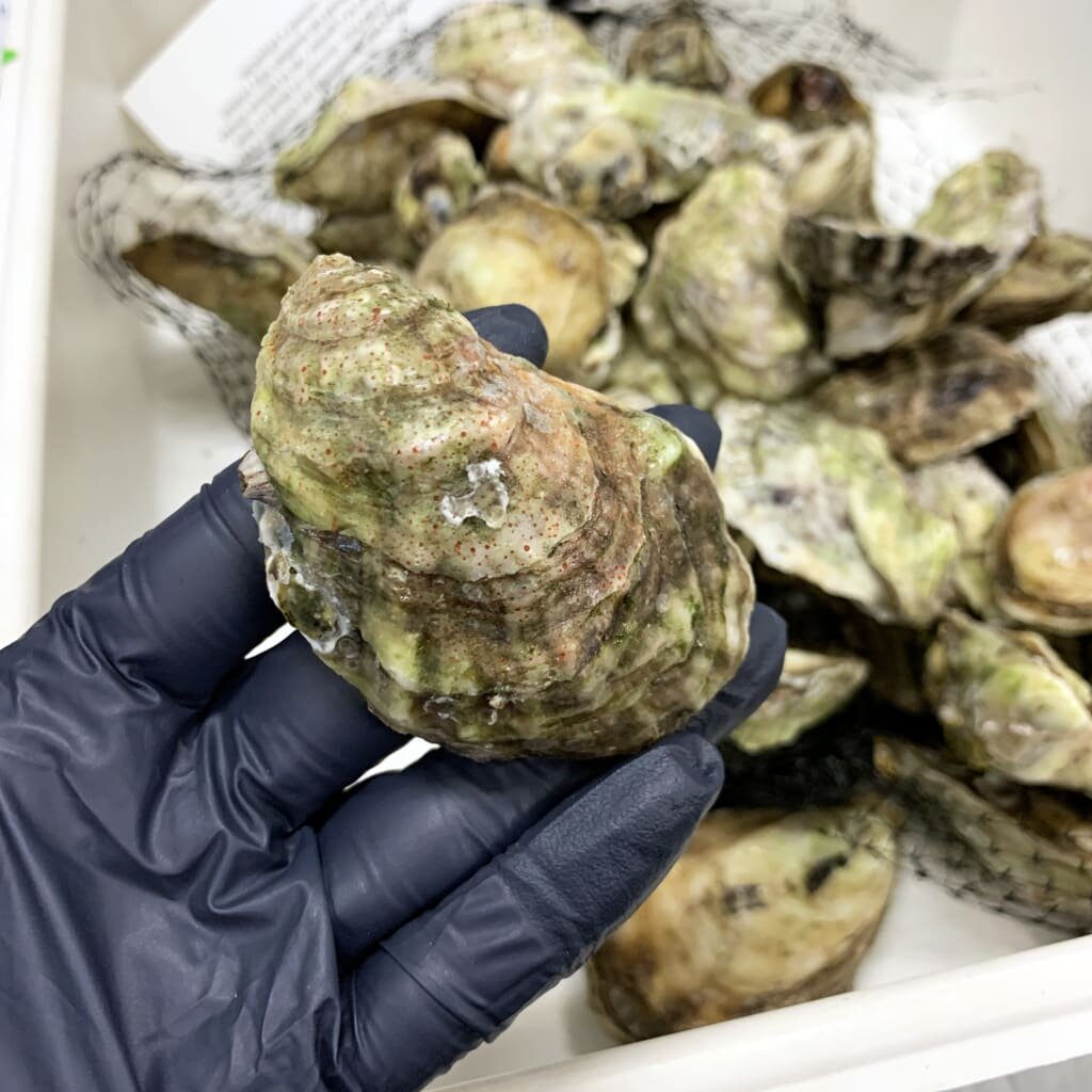 Florida oysters found to have toxic 'forever chemicals'