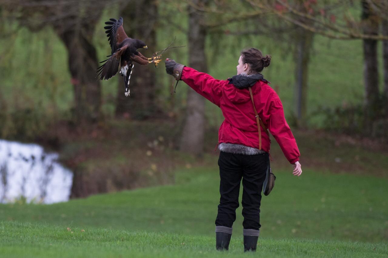 Perching behavior of hawks suggests ways to improve perching by drones 6 Perching behavior of hawks suggests ways to improve perching by drones