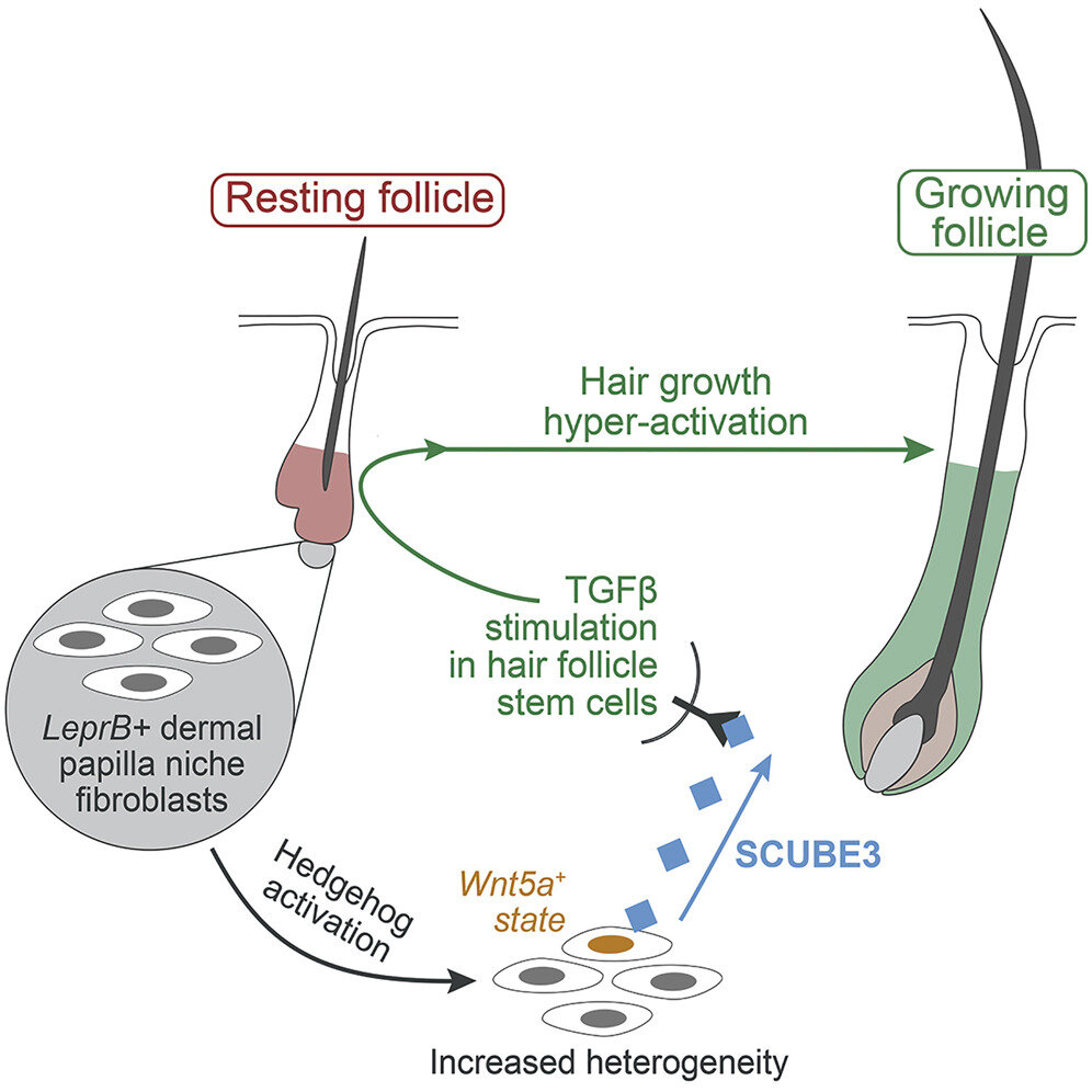 Team discovers signaling molecule that potently stimulates hair growth 120 Team discovers signaling molecule that potently stimulates hair growth