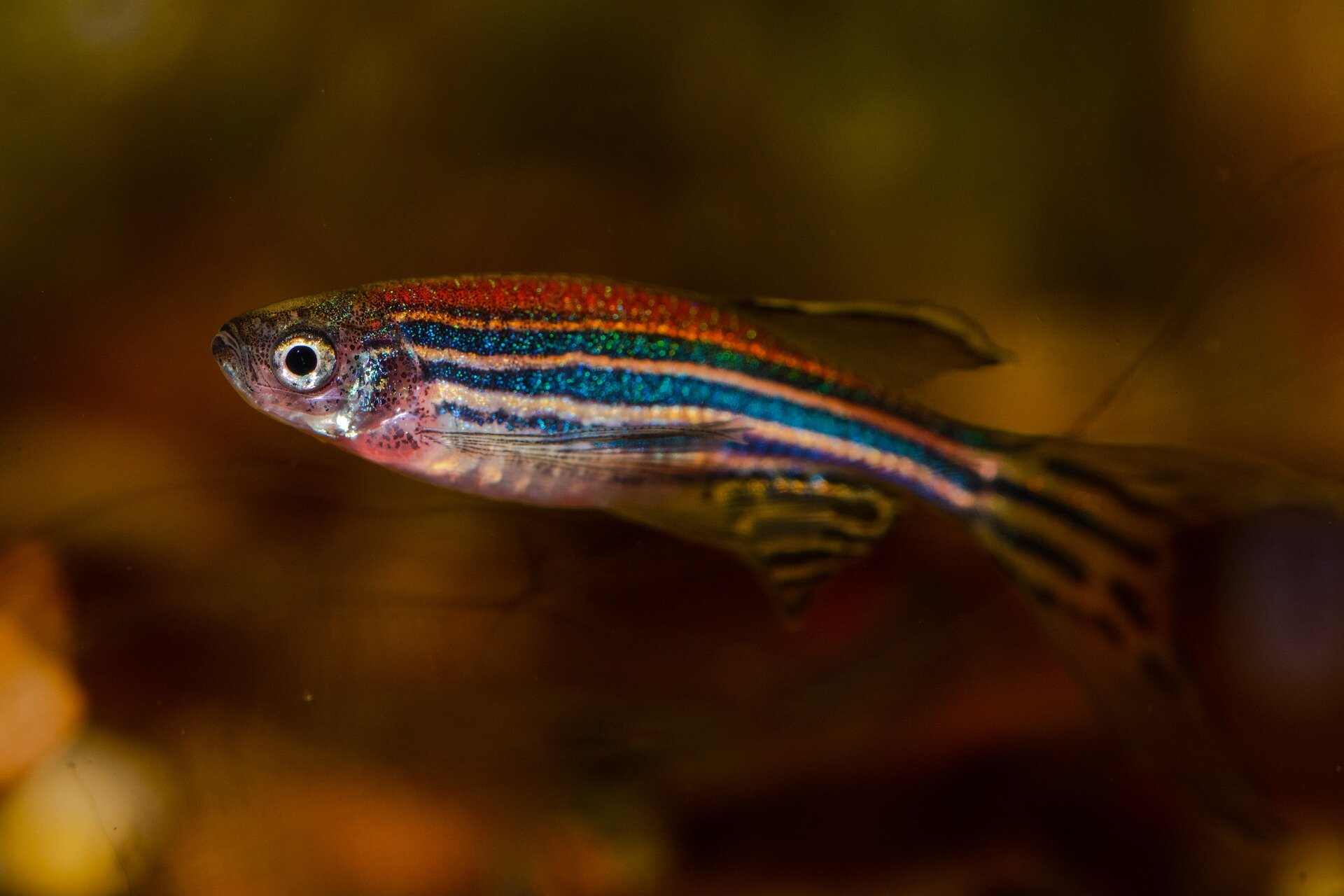 Largest genetic atlas for zebrafish 'breakthrough' for biomedical research 75 Largest genetic atlas for zebrafish 'breakthrough' for biomedical research