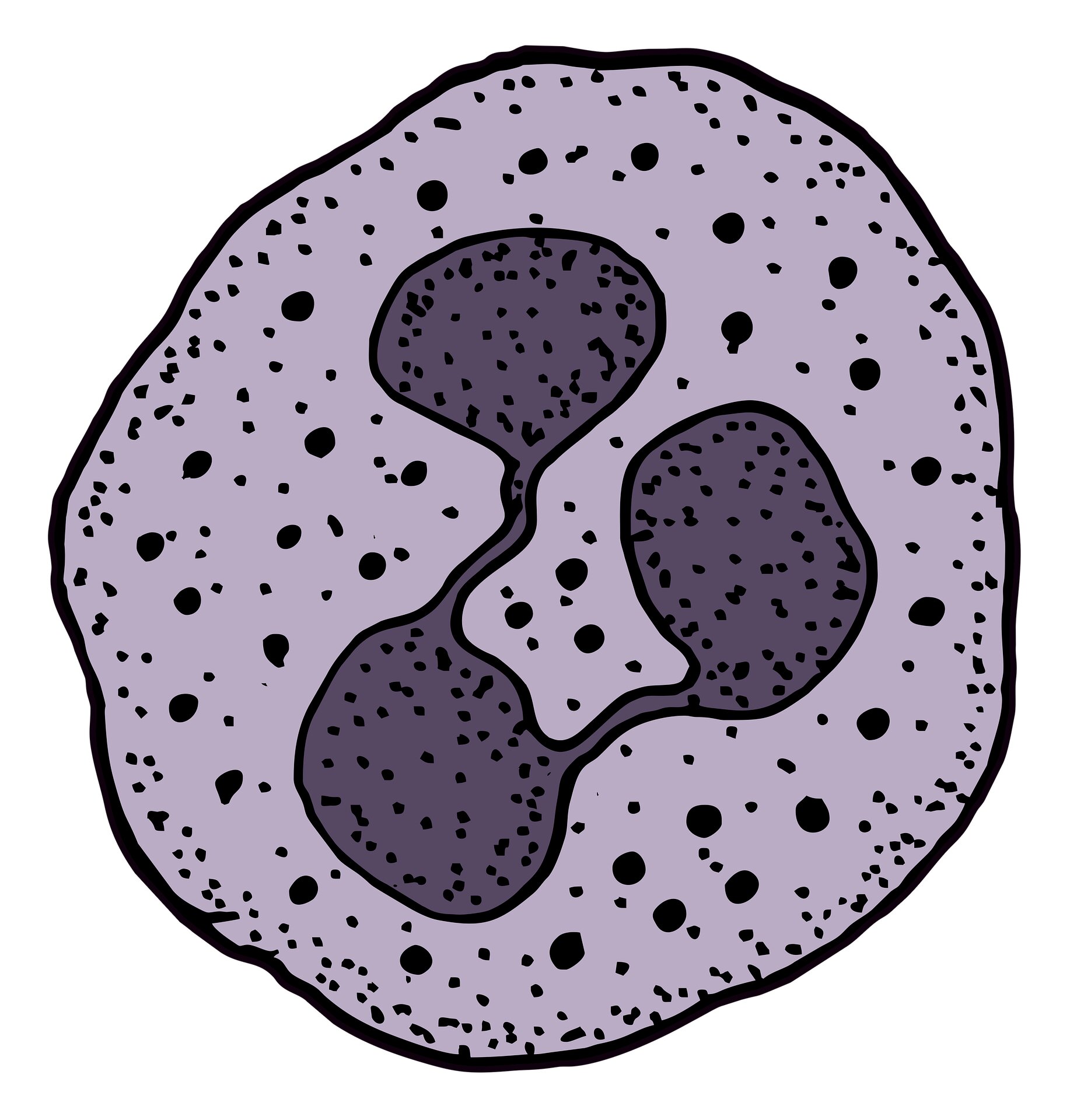 Study identifies way to specifically target and block disease-associated white blood cells 26 Study identifies way to specifically target and block disease-associated white blood cells