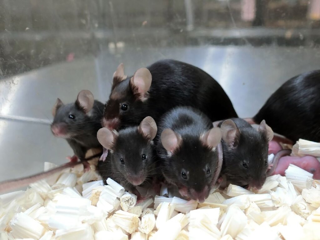 Freeze-dried mice: How a new technique could help conservation 15 Freeze-dried mice: How a new technique could help conservation