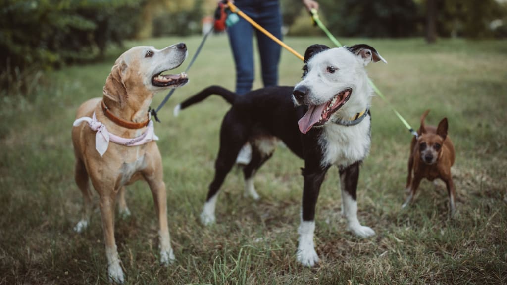 13 Great Businesses for Kids and Teens to Start This Summer