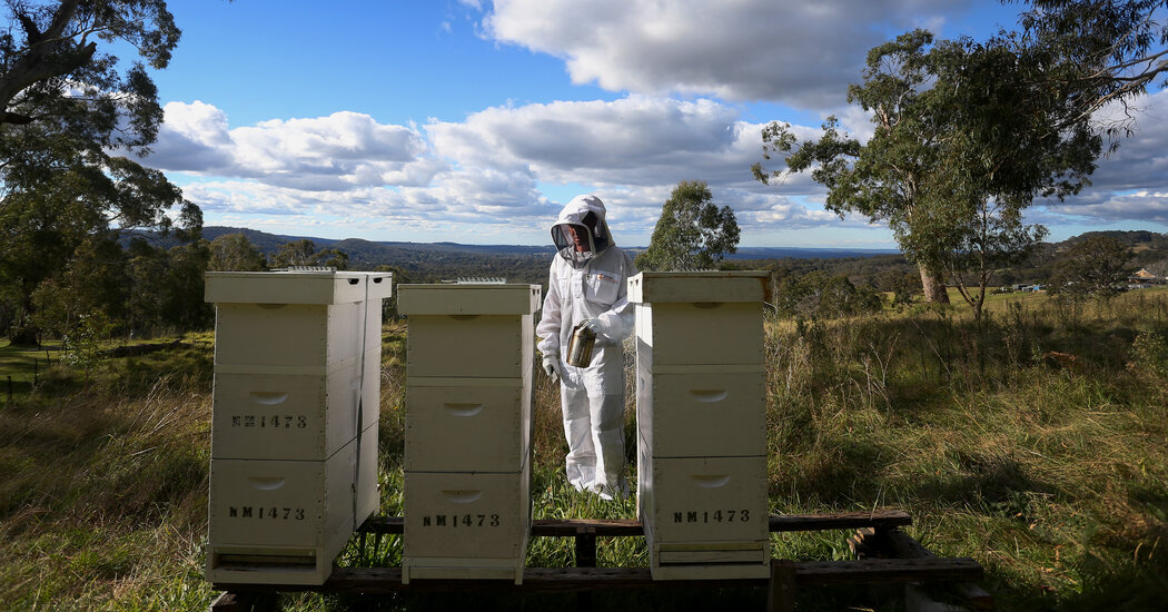 To Save Its Honey Industry, Australia Is Killing Bees by the Millions 67 To Save Its Honey Industry, Australia Is Killing Bees by the Millions