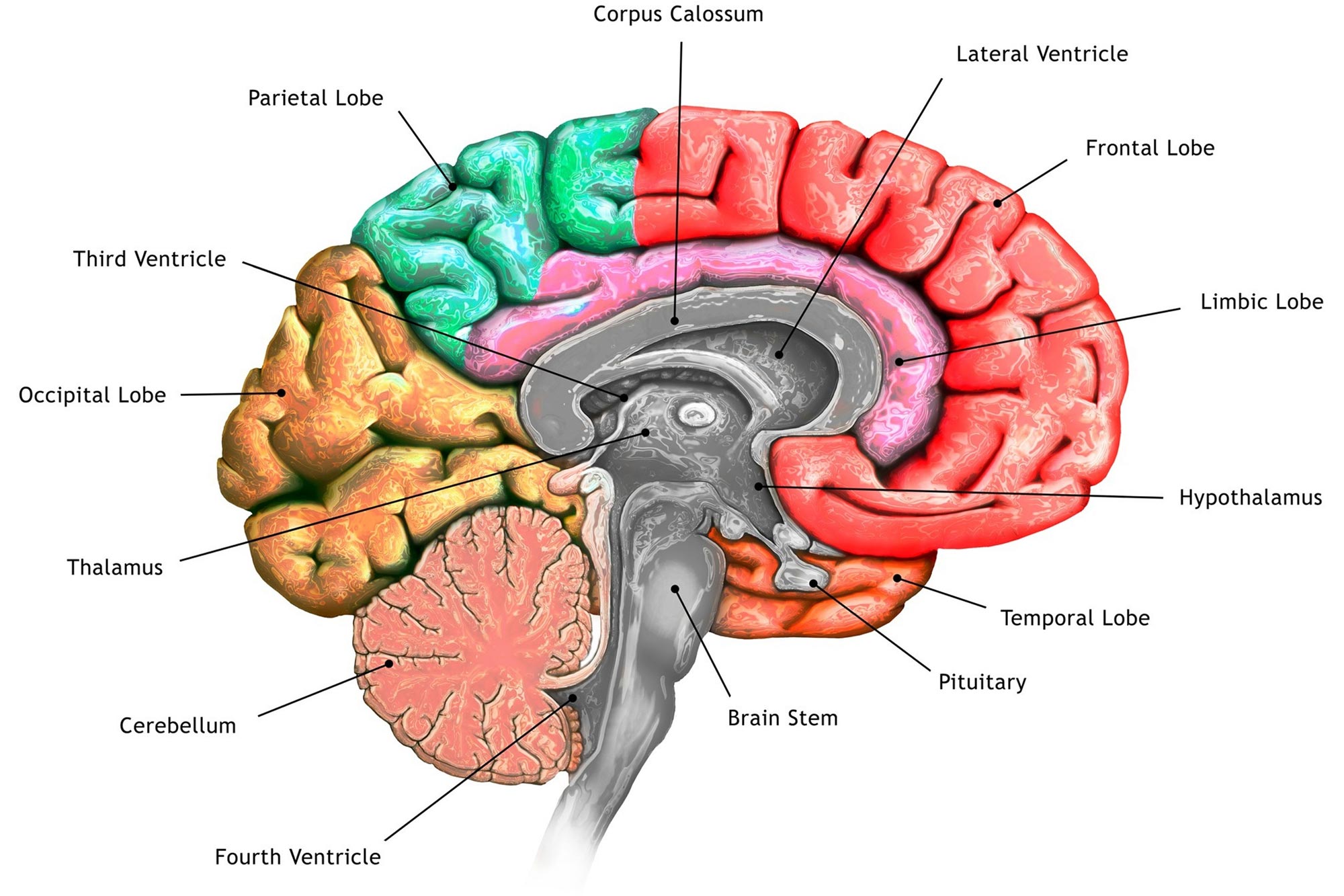 Reversing Depression and Motor Dysfunction: Three Distinct Brain Circuits Contribute to Parkinson’s Symptoms