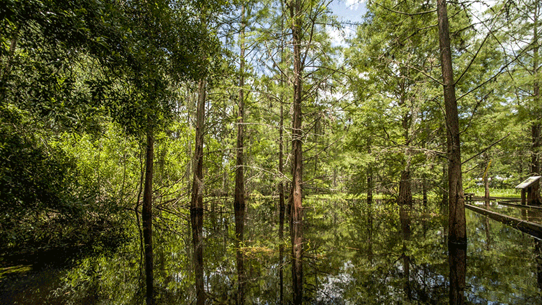DNA Hoarders: Genetic Duplication Linked to the Origin and Evolution of Pine Trees and Their Relatives