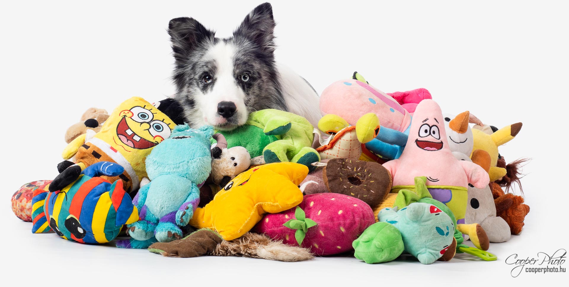 Smarter Than You Think: Scientists Find That Dogs Have Complex Mental Images of Familiar Things 68 Smarter Than You Think: Scientists Find That Dogs Have Complex Mental Images of Familiar Things