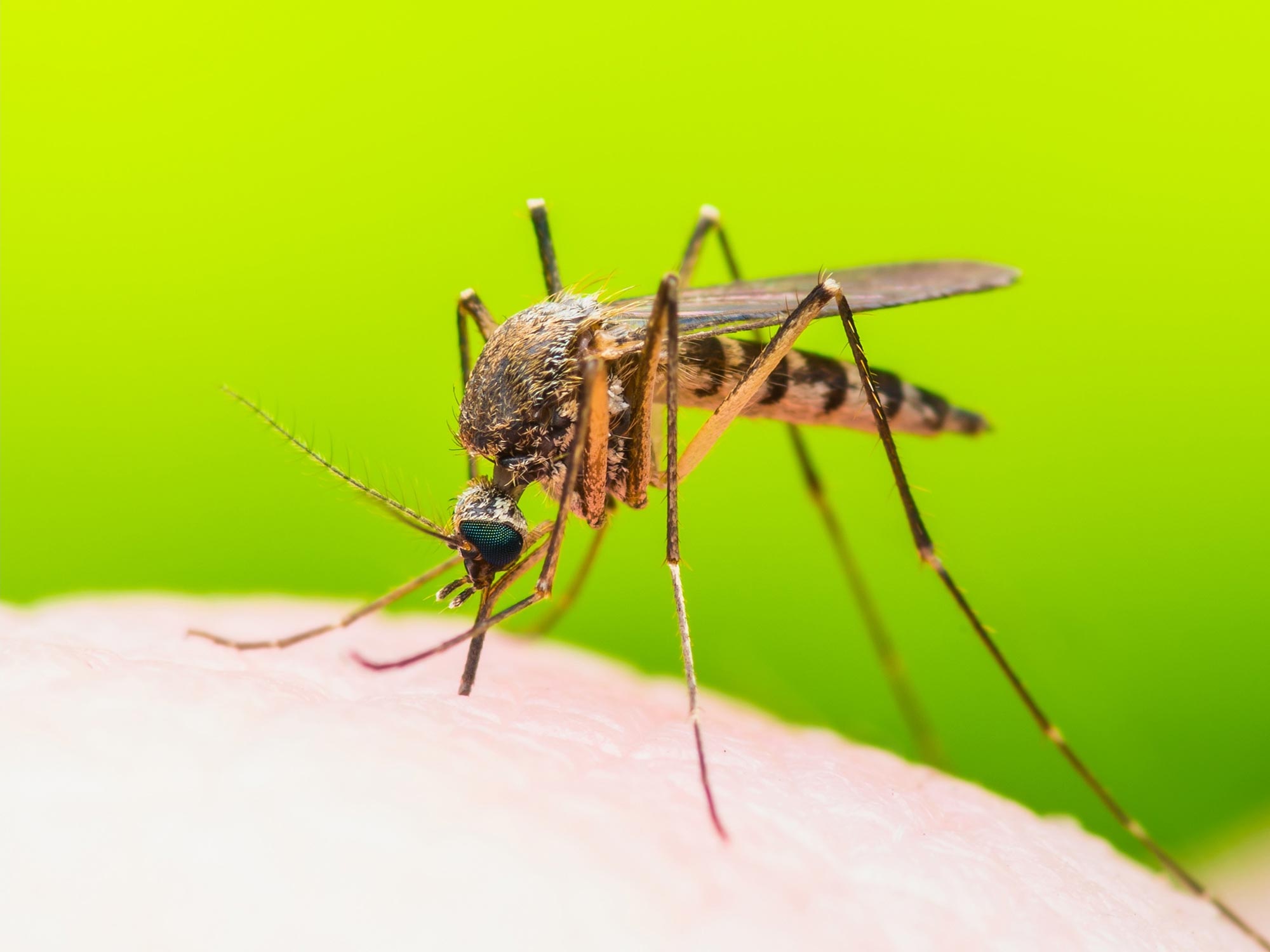 Some Viruses Make You Smell Tastier to Mosquitoes – Increasing the Spread of Disease 8 Some Viruses Make You Smell Tastier to Mosquitoes – Increasing the Spread of Disease