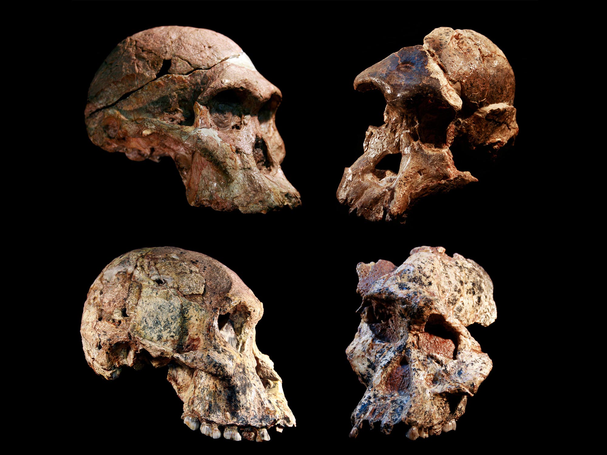 Early Human Evolution: Hominin Fossils in “Cradle of Humankind” May Be a Million Years Older Than Thought 79 Early Human Evolution: Hominin Fossils in “Cradle of Humankind” May Be a Million Years Older Than Thought