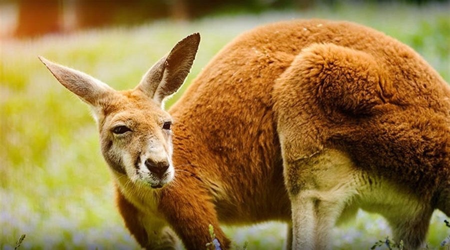 ASIC Seeks 5 Year Extension of Retail OTC Brokers’ Financial Requirements 79 ASIC Seeks 5 Year Extension of Retail OTC Brokers’ Financial Requirements