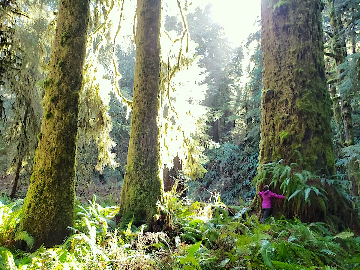 Ottawa dollars can save B.C.'s old-growth forests