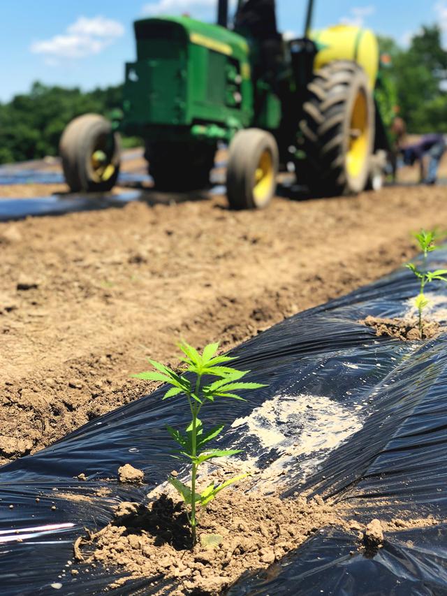 How To Keep A 5th Generation Family Farm Going? Just Add Cannabis