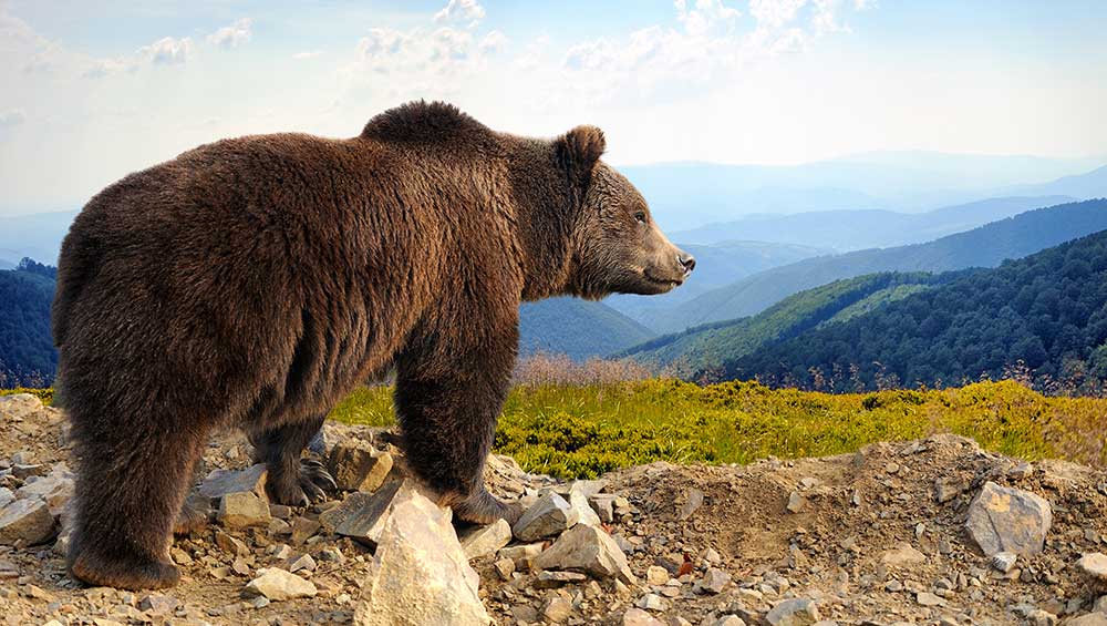 Futures Jump; Beware The Bear