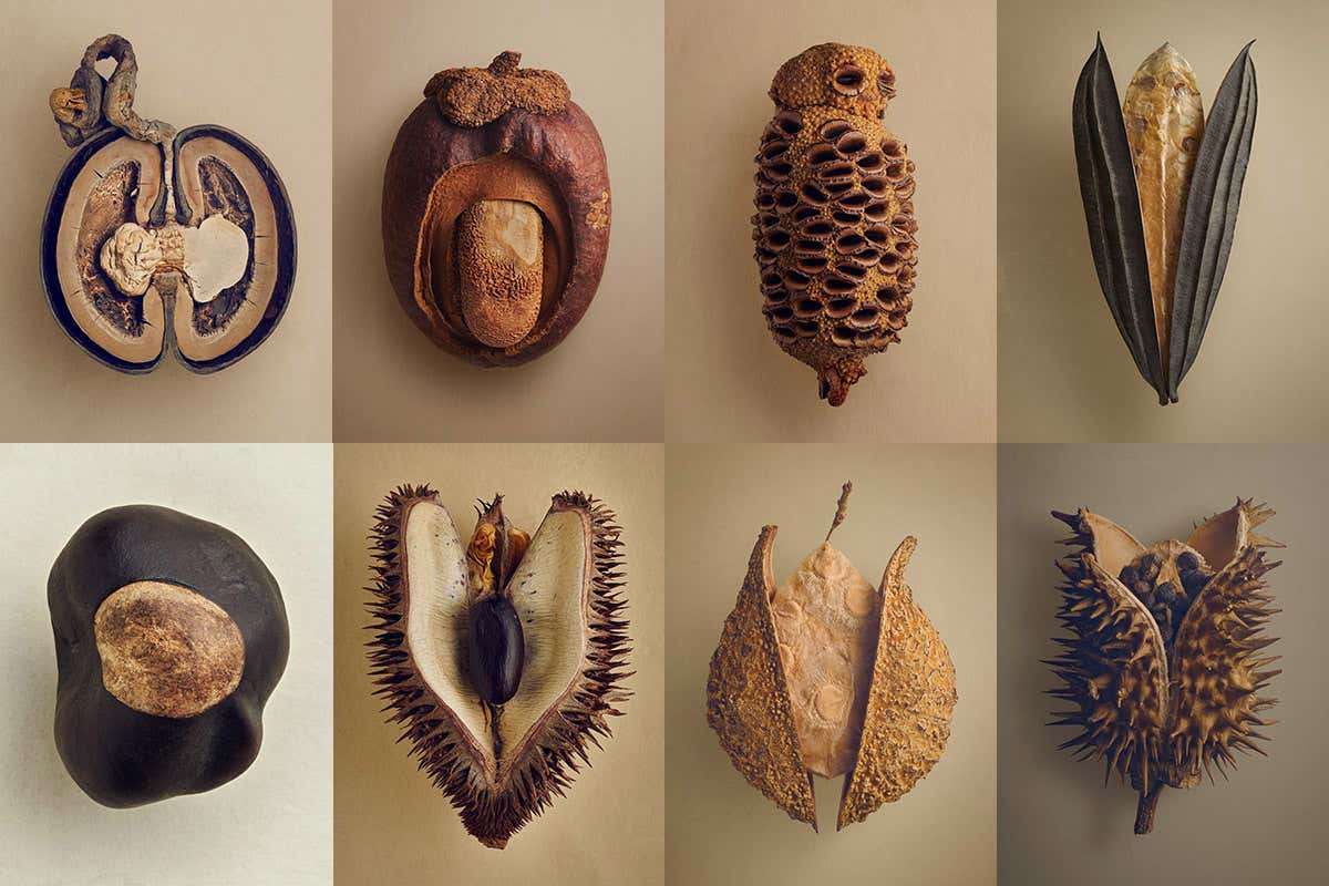 8 beautiful photographs of seeds and fruits