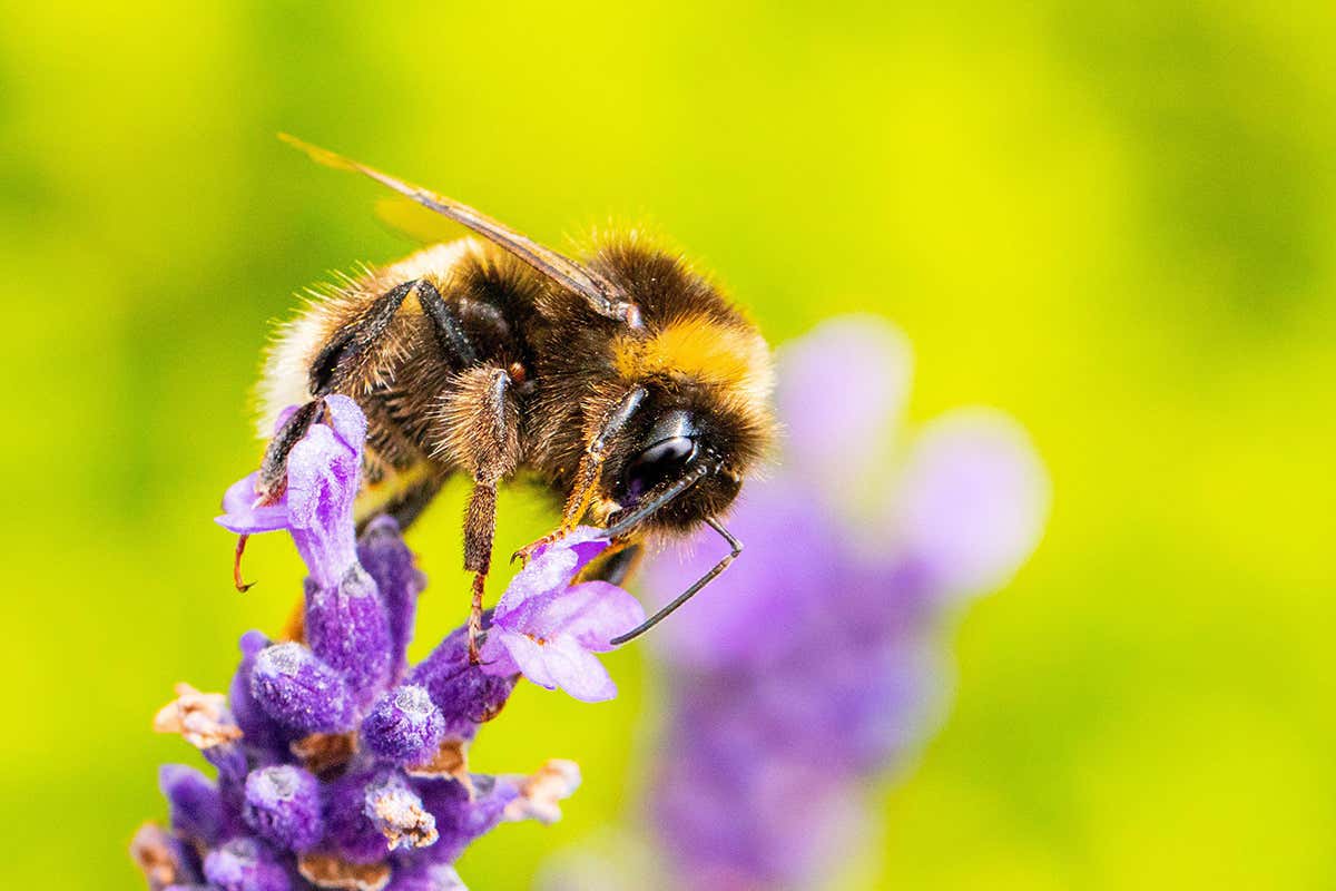 Caffeine-fuelled bumblebees are better at foraging for nectar