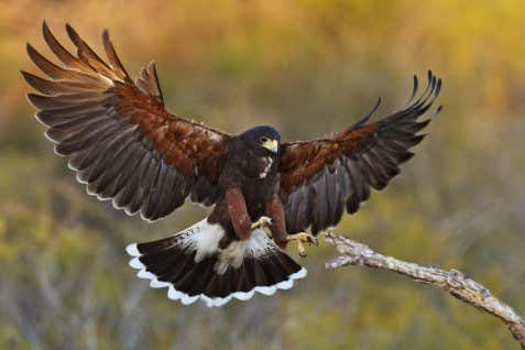 Hawks forward dive and then swoop up to hit the brakes before landing