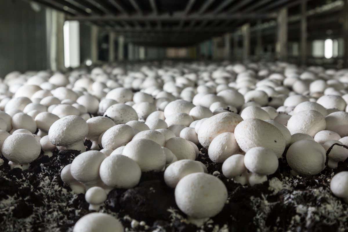 UK mushroom growing uses 100,000 m³ of peat a year – can we do better? 6 UK mushroom growing uses 100,000 m³ of peat a year – can we do better?