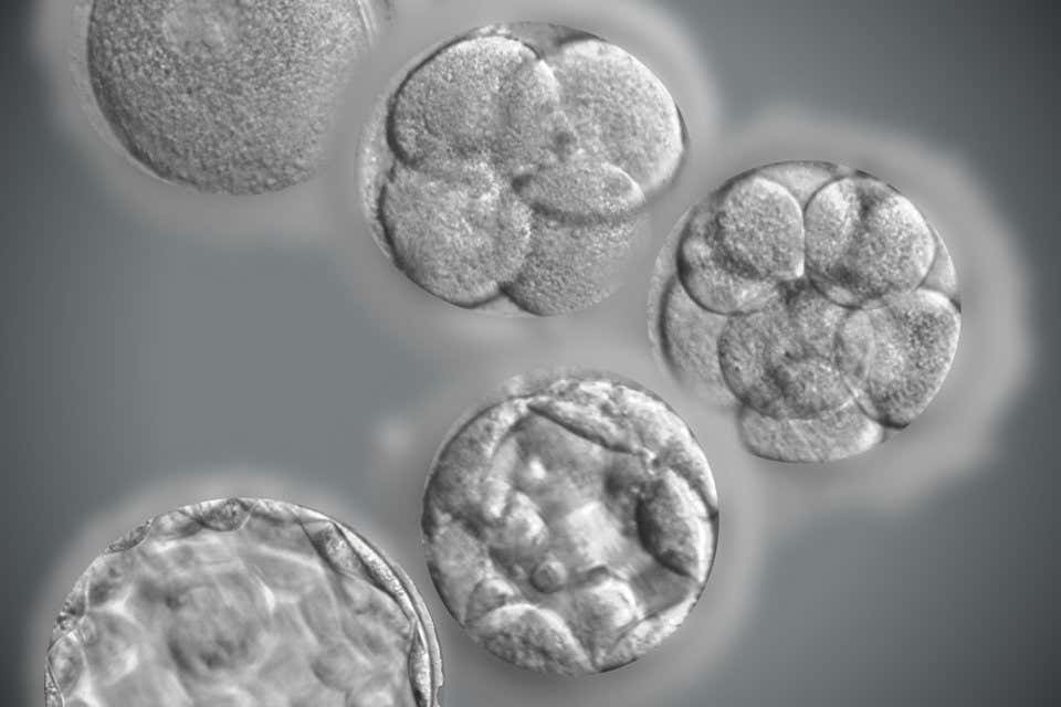 Why two-thirds of IVF embryos suddenly stop developing 63 Why two-thirds of IVF embryos suddenly stop developing