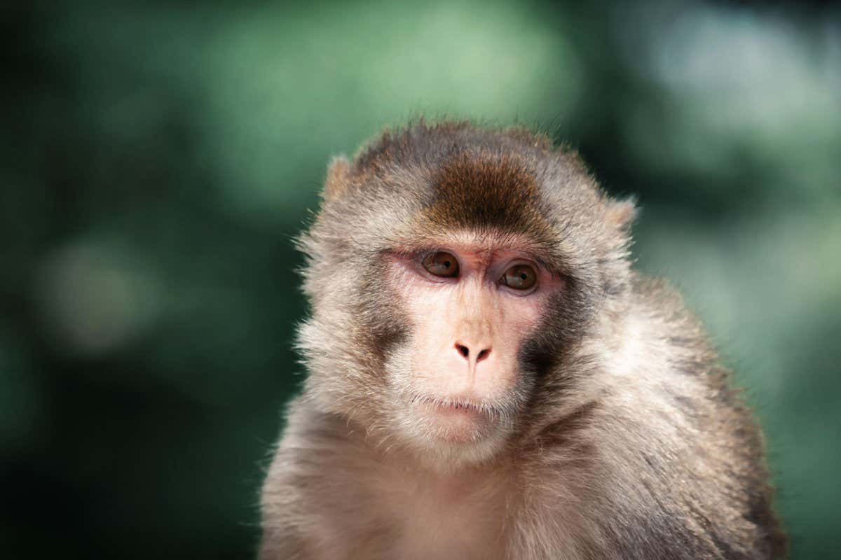 Spinal cord stimulation enables paralysed monkeys to move their arms 5 Spinal cord stimulation enables paralysed monkeys to move their arms