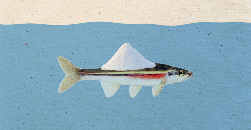 Still salty: why the way we melt winter ice matters in the summer | The Narwhal