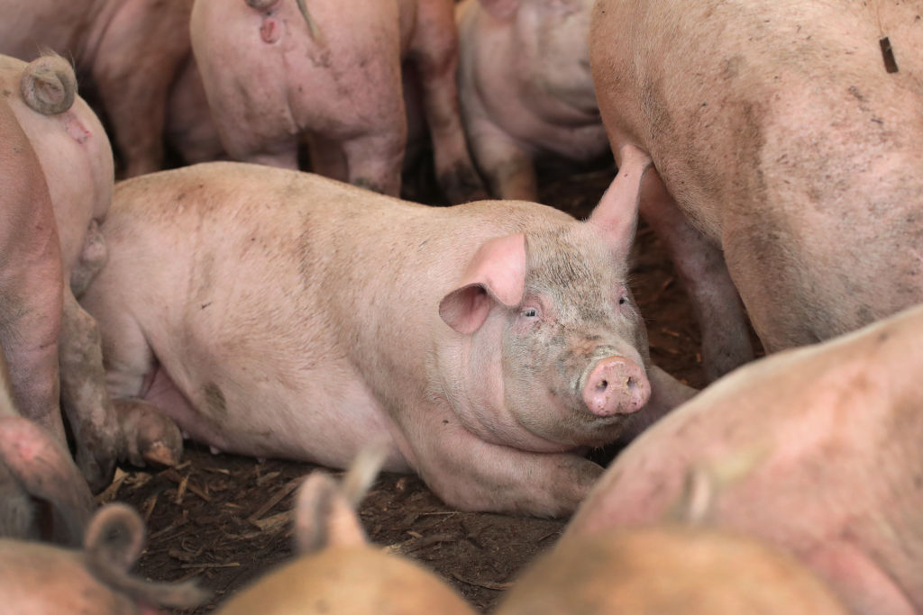 Iowa Supreme Court reverses itself, making it harder to sue hog confinements - Iowa Capital Dispatch 58 Iowa Supreme Court reverses itself, making it harder to sue hog confinements - Iowa Capital Dispatch